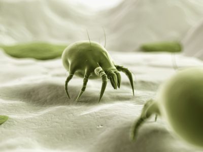 Mite Nedir?