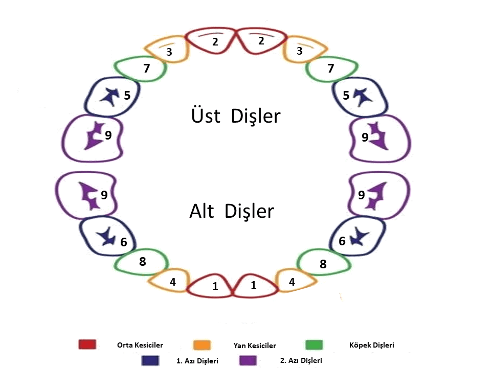 bebeklerde diş çıkarma sırası