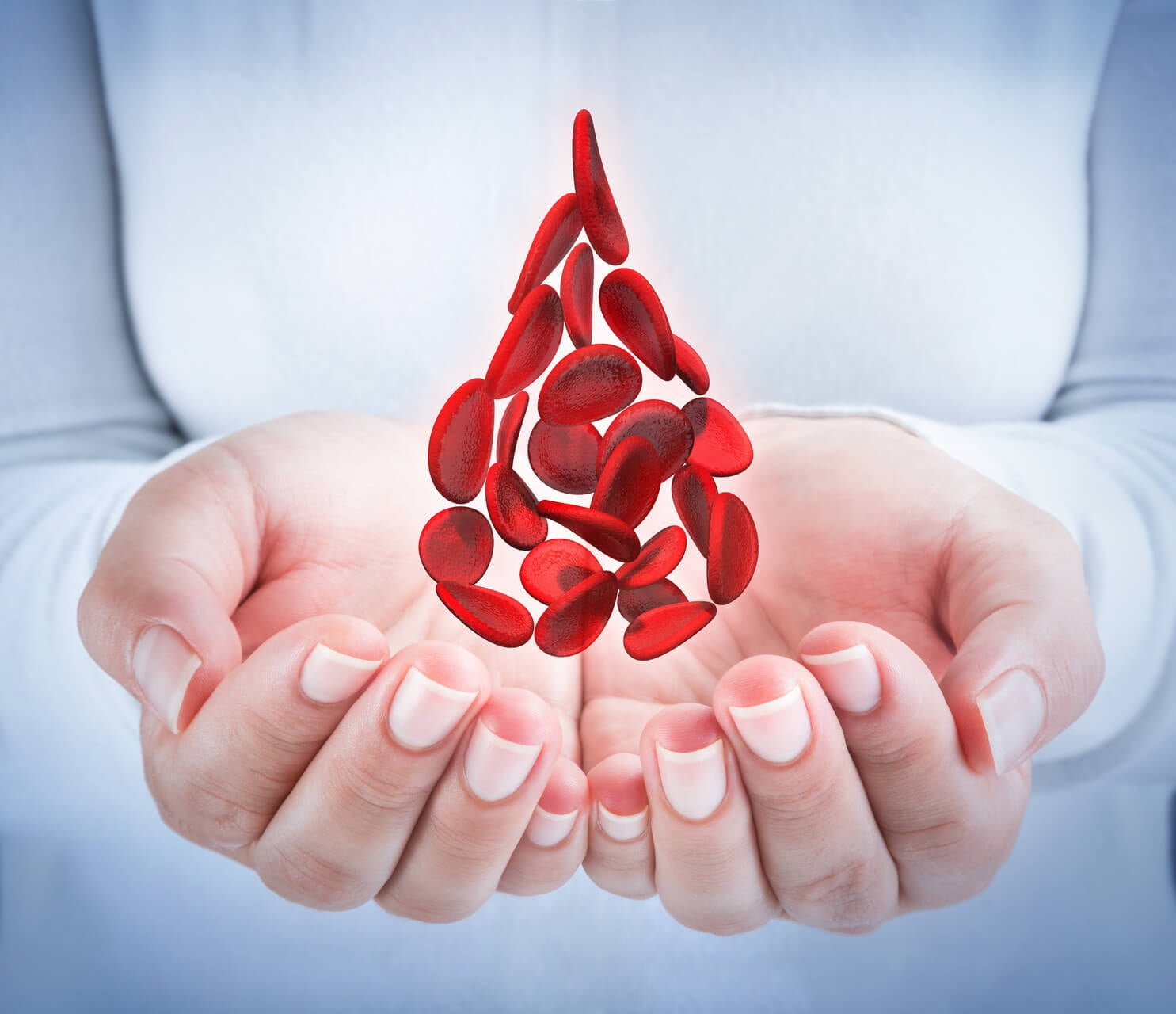 Siklamenin doğru transplantasyonu 68