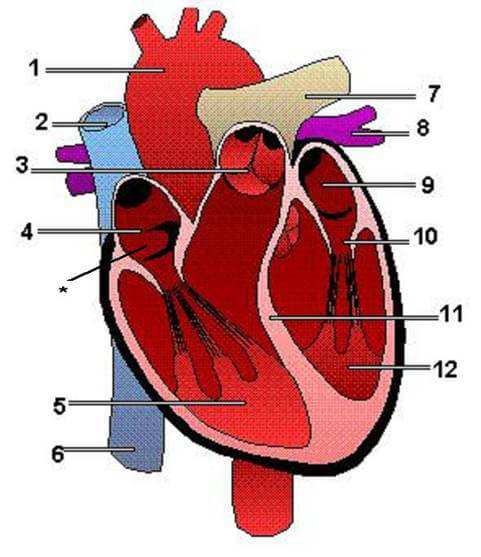 kalbin yapısı